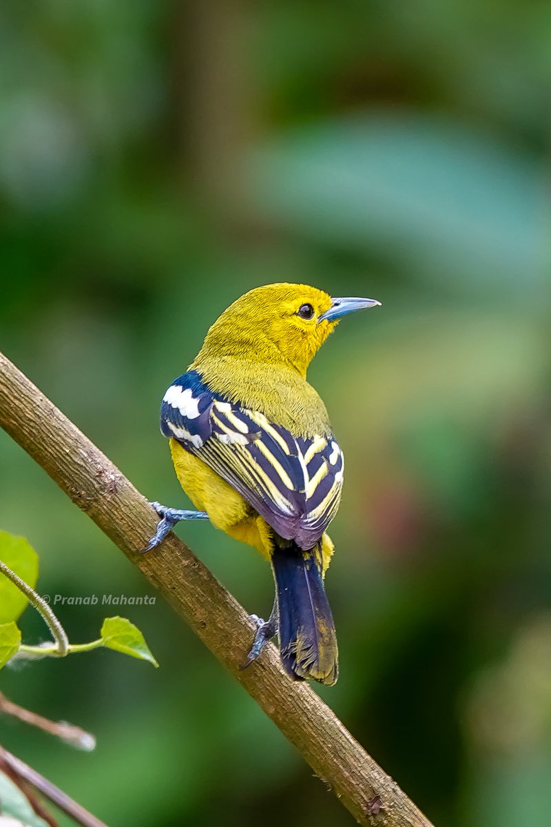 The Common iora  bring the #Yellow in the #VIBGYORinNature theme of #IndiAves 
#ThePhotoHour #birdphotography #BBCWildlifePOTD #birdwatching #NaturePhotography #birding #birds @NatureIn_Focus @NatGeoIndia @NatureattheBest @SonyBBCEarth @WildlifeMag