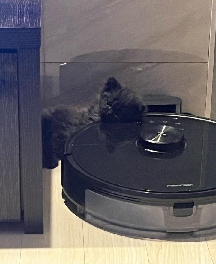 Have a great day on a lazy day from both of us, the lazy siblings who just woke up and intend to go back to sleep. Teehee 🤟