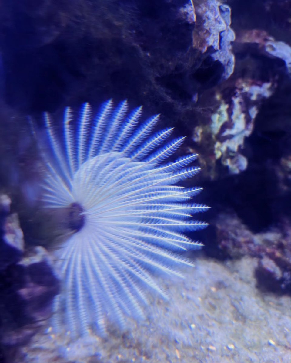 ValanteenaM's tweet photo. Feather Duster - Sabellastarte spectabilis #featherduster #sabellastarte #spectbilis #feather #sealive #phoyographylovers #phoyography #photographyart #myclick #mycapture #vgpmeriankingdom #fish #featherfish https://t.co/ZGEqeL4Dst
