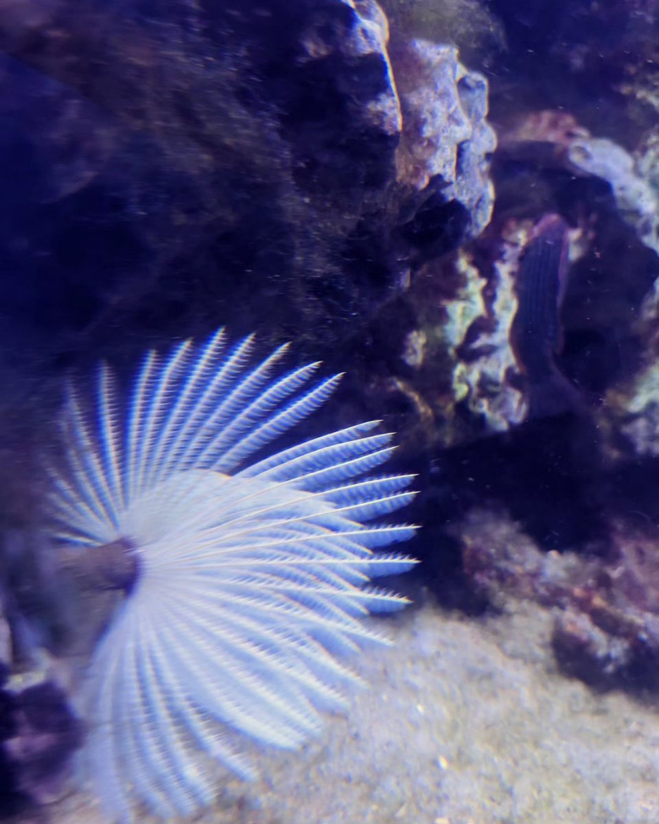 ValanteenaM's tweet photo. Feather Duster - Sabellastarte spectabilis #featherduster #sabellastarte #spectbilis #feather #sealive #phoyographylovers #phoyography #photographyart #myclick #mycapture #vgpmeriankingdom #fish #featherfish https://t.co/ZGEqeL4Dst