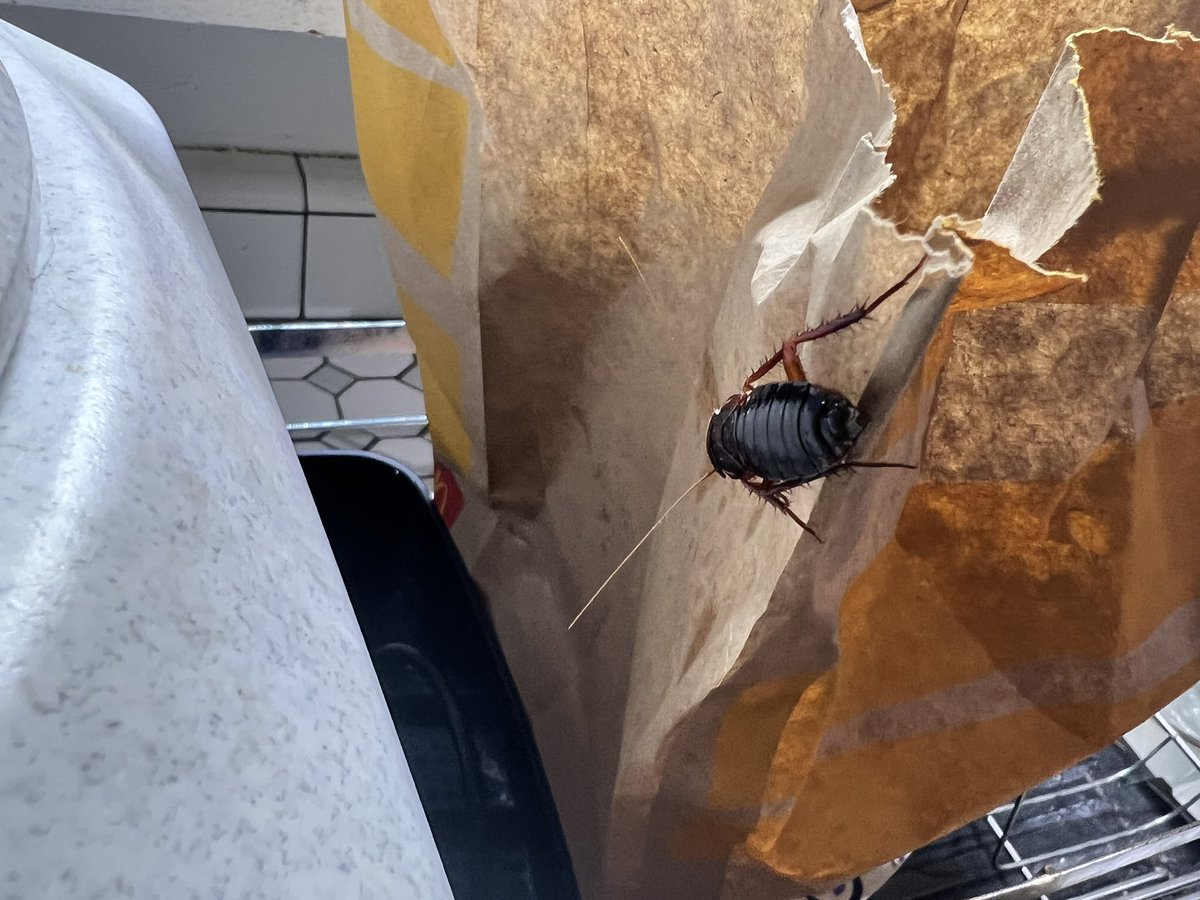 ChefTimFrank's tweet photo. @McDonalds had a nice critter greet us and came out of my chicken nuggets.  Woodland, CA I will never eat fast food again. It was HUGE! https://t.co/jx8nAfzcY2