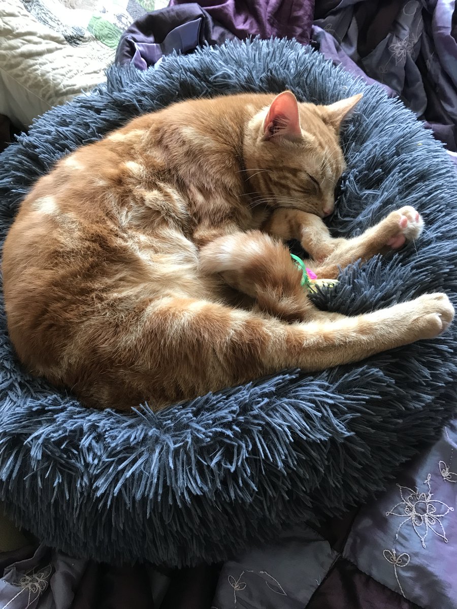 Happy snoozy Sunday from Forrest 😺#CatsOfTwitter