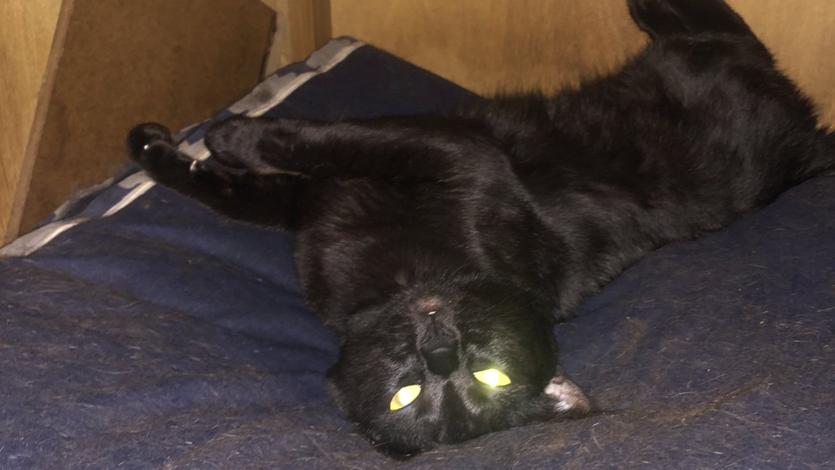madaransan's tweet photo. おひるね
#ゴールデンレトリバー
#黒猫 https://t.co/RJrs2stW3I