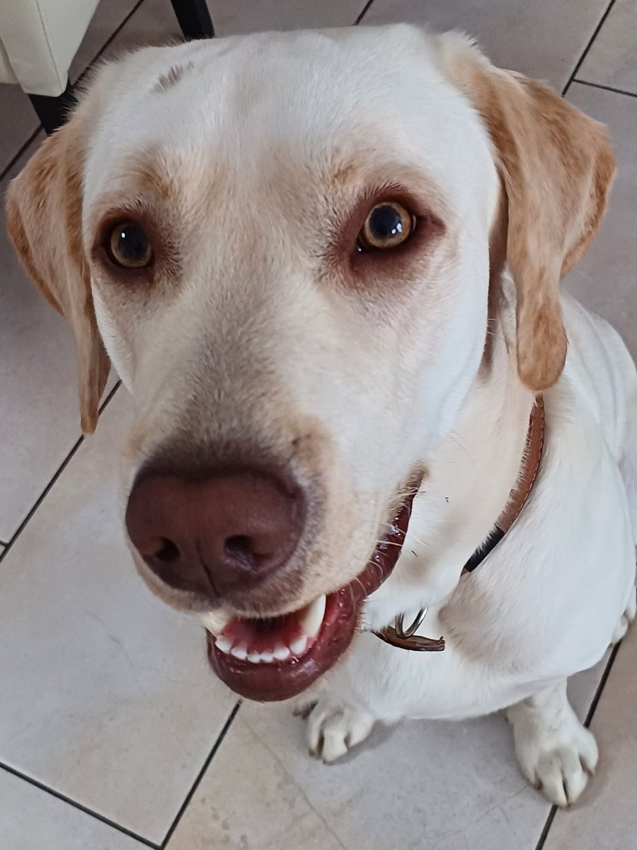 Schlumpfbert's tweet photo. Fraula isst eine Birne. Ich will auch. https://t.co/Hv9ALnSbJN