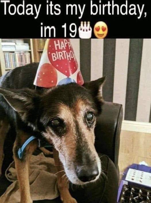 Today is my Birthday but no one Wished me birthday 🥺🥺
#dogs #DogsofTwittter #Doglovers_26 #Dogsarefamily #DOGS100 #puppies #UnitedStates #DrRomantic3