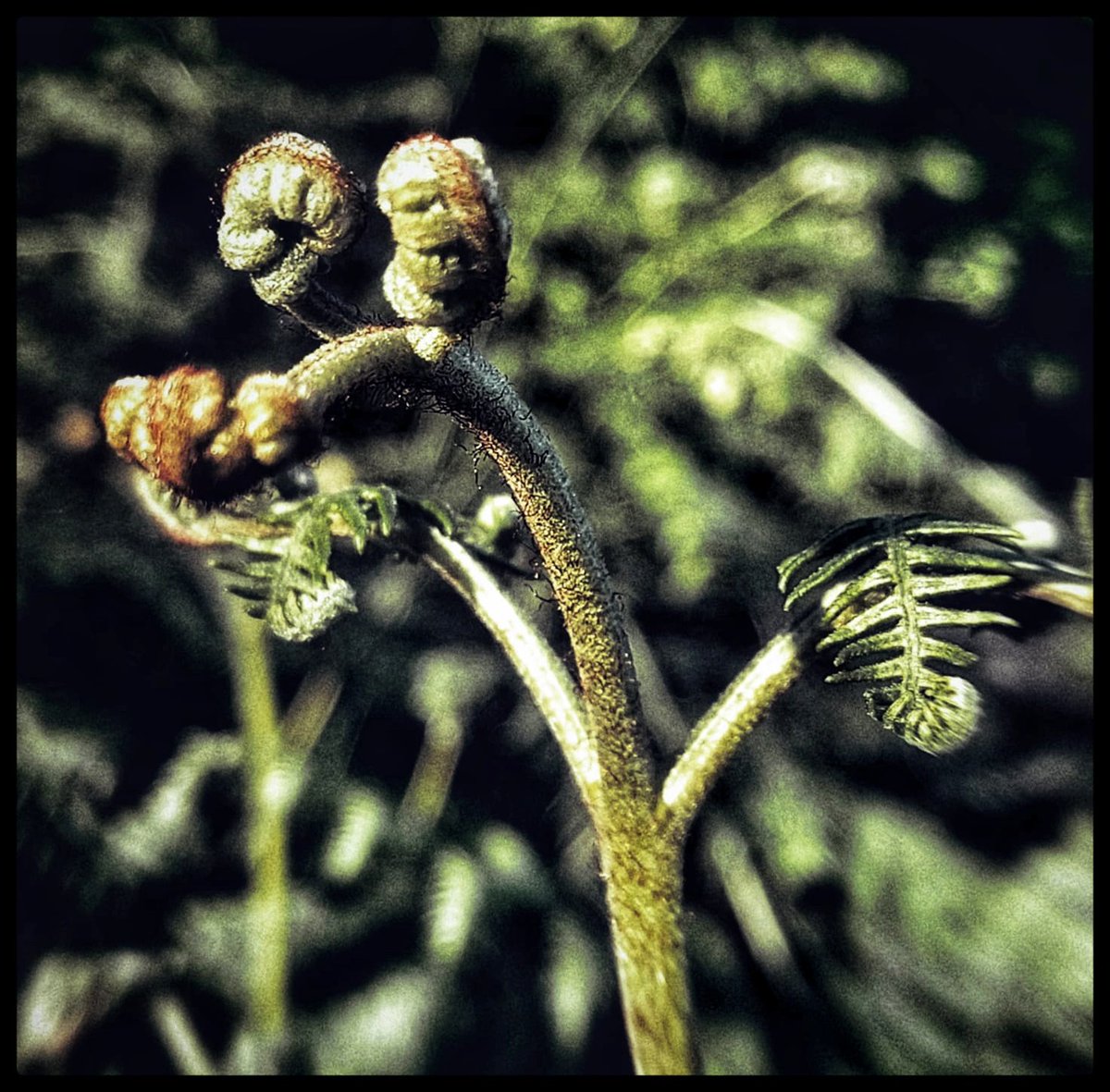 k_pawlowska's tweet photo. #goodmorning and have a fantastic #Sunday 😊

"Hear now, eternity
Whispering in your ear
Every step you take
And you are the weaver of dreams
Void of any fear
Calm and awake "
#SongOfTheDay is 'Weaver Of Dreams'
https://t.co/9qy8WipbiW

#nature #hern #sundayvibes #imagination https://t.co/36LHg8B7QT