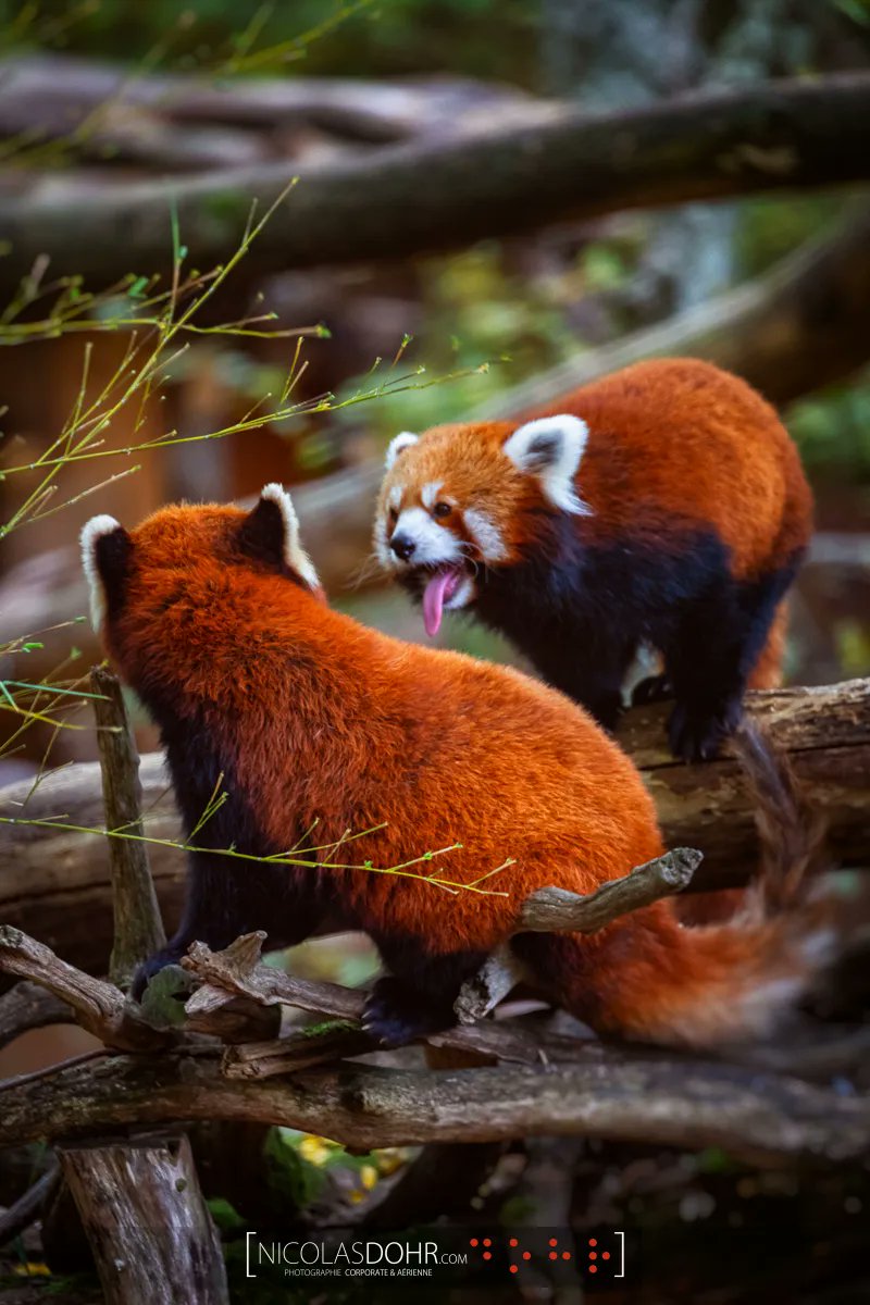 NicolasDohr's tweet photo. Et voilà les pandas roux du jour !
Abonnez-vous pour ne pas rater d'image et faire vivre cette page !
Rendez-vous demain 8h pour une autre image !⠀⠀
Pour vos reportages contactez-moi.
#nicolasdohr #Reportage #Photographe #PandaRoux #SteCroix https://t.co/HIdTsSn0gm