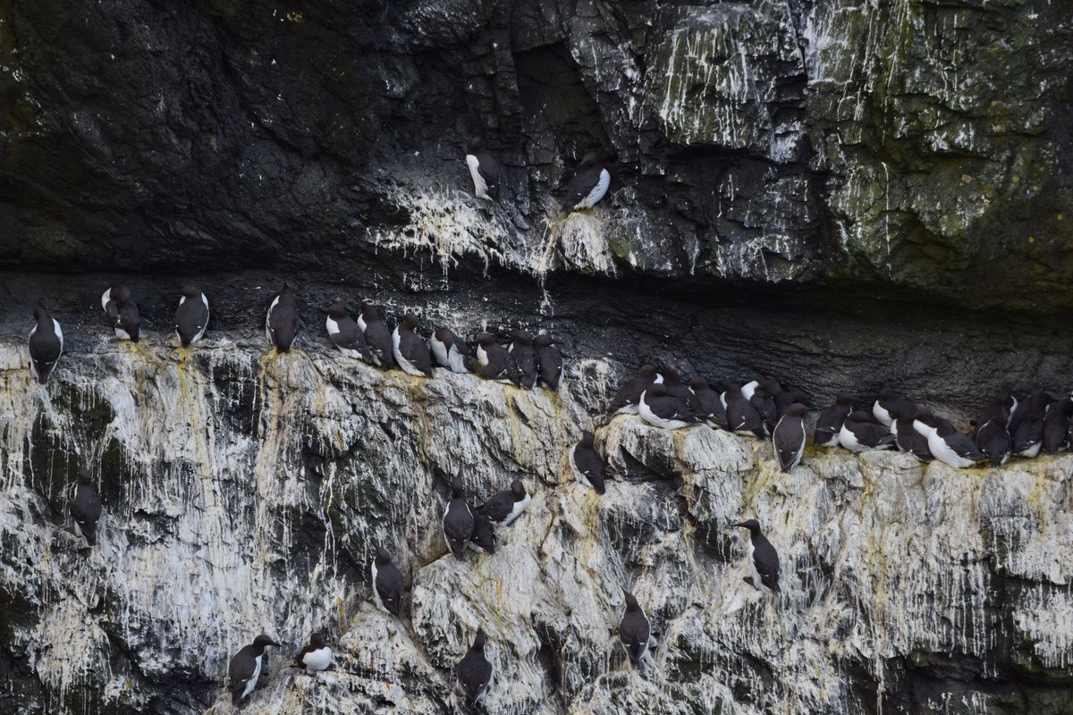 HannahRGeegee's tweet photo. Manxie census,  seabird counts and productivity plots.. always a busy month.
@skomer_island #shearwater #teamAuk #ShowUsYourSeabirds https://t.co/Es42W9d0kN