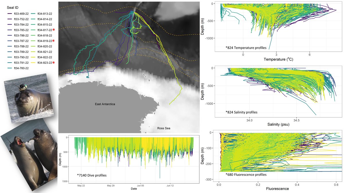 DavoBGreen's tweet image. It’s been a month since seal tagging on Macquarie Island 🦭 with the Seal Team and @AntarcticSciAus, @IMOS_AUS , @SydneyMarine, @AusAntarctic. Time for an update... 🧵 (1/3)