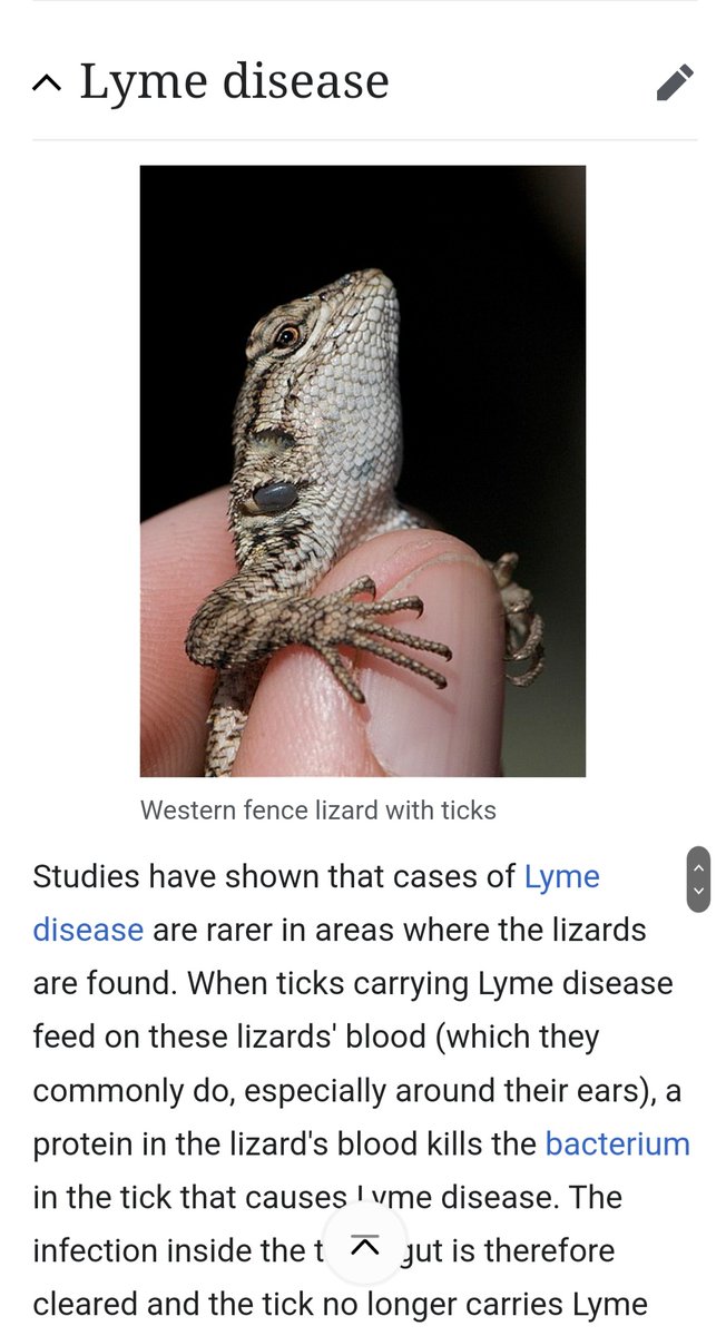 Just found out fence lizards reduce cases of lyme disease in areas they inhabit. Another reason why they're one of my favorite animals.