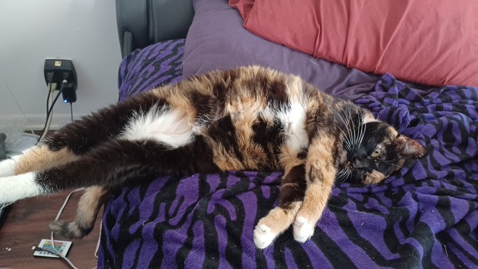 When you go to grab something from the bedroom snd your cat is almost hanging over the bed. Lol https://t<a href="/tag/shows"class="tags"><span>#shows</span></a><a href="/tag/cam"class="tags"><span>#cam</span></a><a href="/tag/skype"class="tags"><span>#skype</span></a>