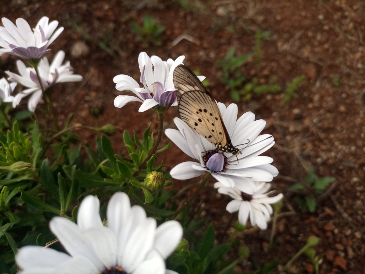 Today's shot. Acraea eponina on Daisy flower.