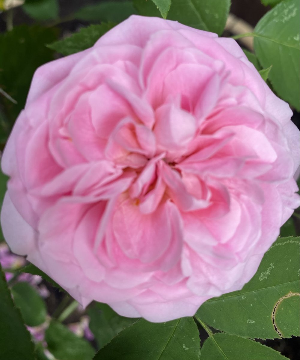 God, grant me the serenity to accept the things I cannot change, the courage to change the things I can, and the wisdom to know the difference. Hope you have a lovely day <a href="/lovelifefamfrds/">Robbo</a> <a href="/escafeld63/">David Clarke</a> and thanks for the continued friendship 😊