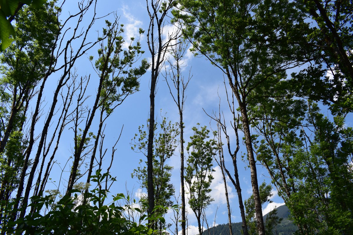 SamuelMarent's tweet image. 