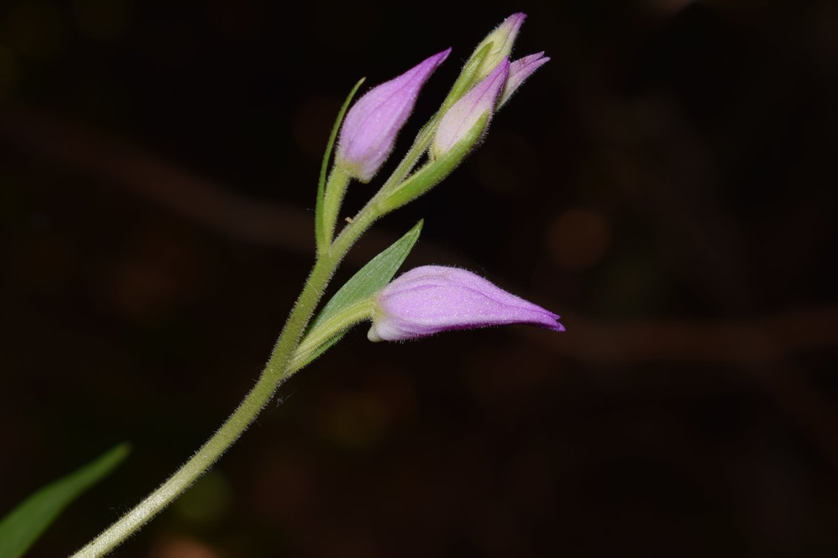 SamuelMarent's tweet image. 