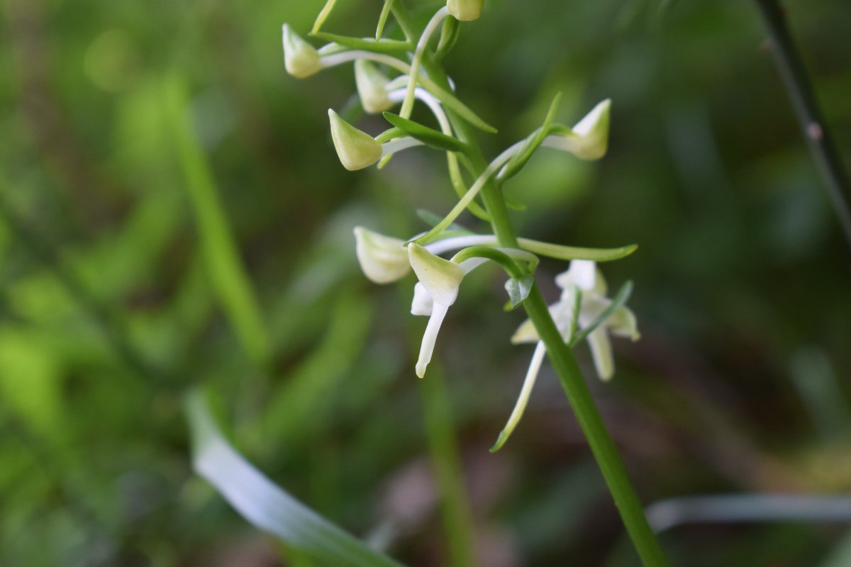 SamuelMarent's tweet image. 