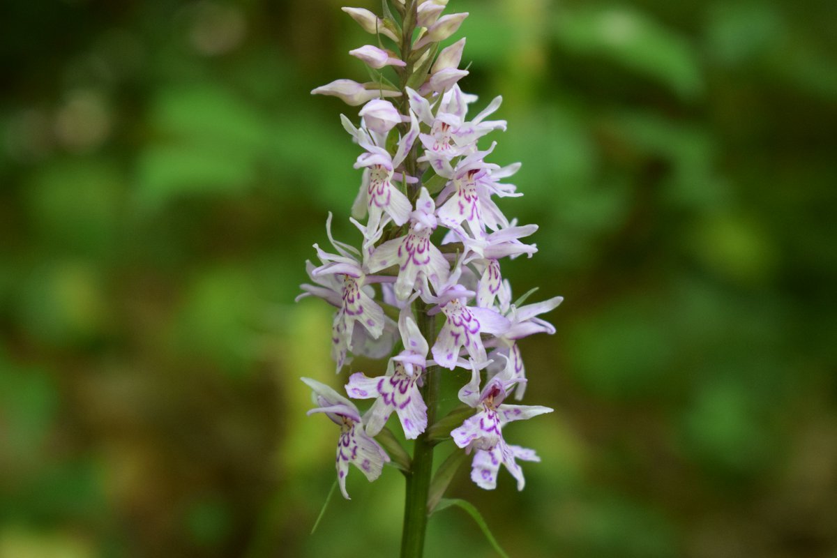 SamuelMarent's tweet image. 