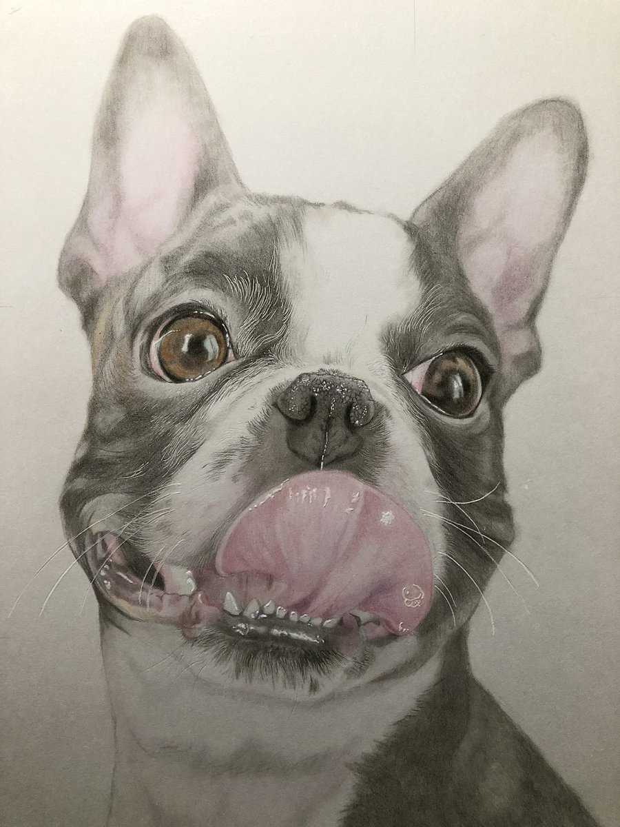 色鉛筆で描いた愛犬🐶✏️
#ボストンテリア #bostonterrier #イラスト #色鉛筆画