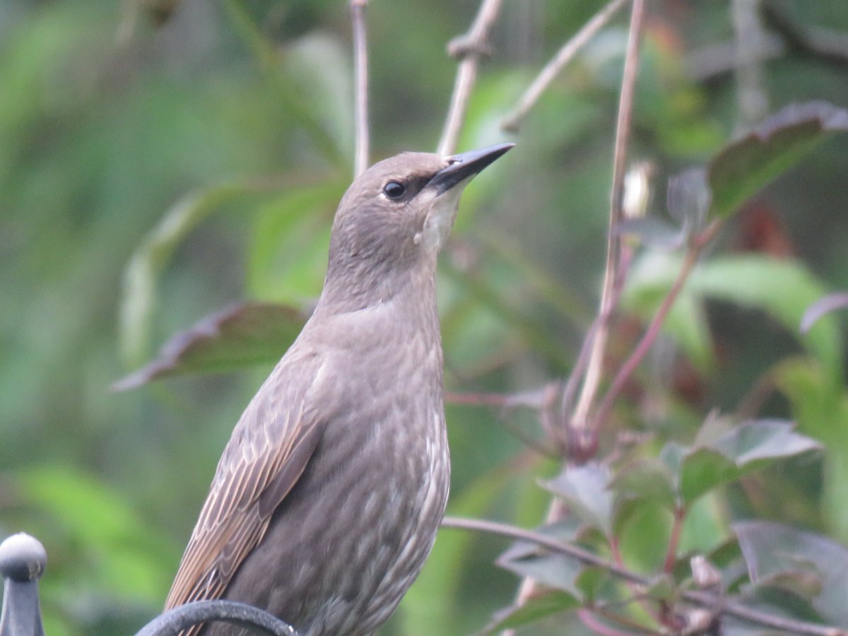 Steveredwolf's tweet image. Good morning IT RAINED a shower for an hour+ONE thunder clap. Hope we get some more. Happy fathers day to all Dads today. This young sheppy is alerted to something-i love young starlings They are a part of early summer Noisy+demanding.Have a super Sunday everyone.