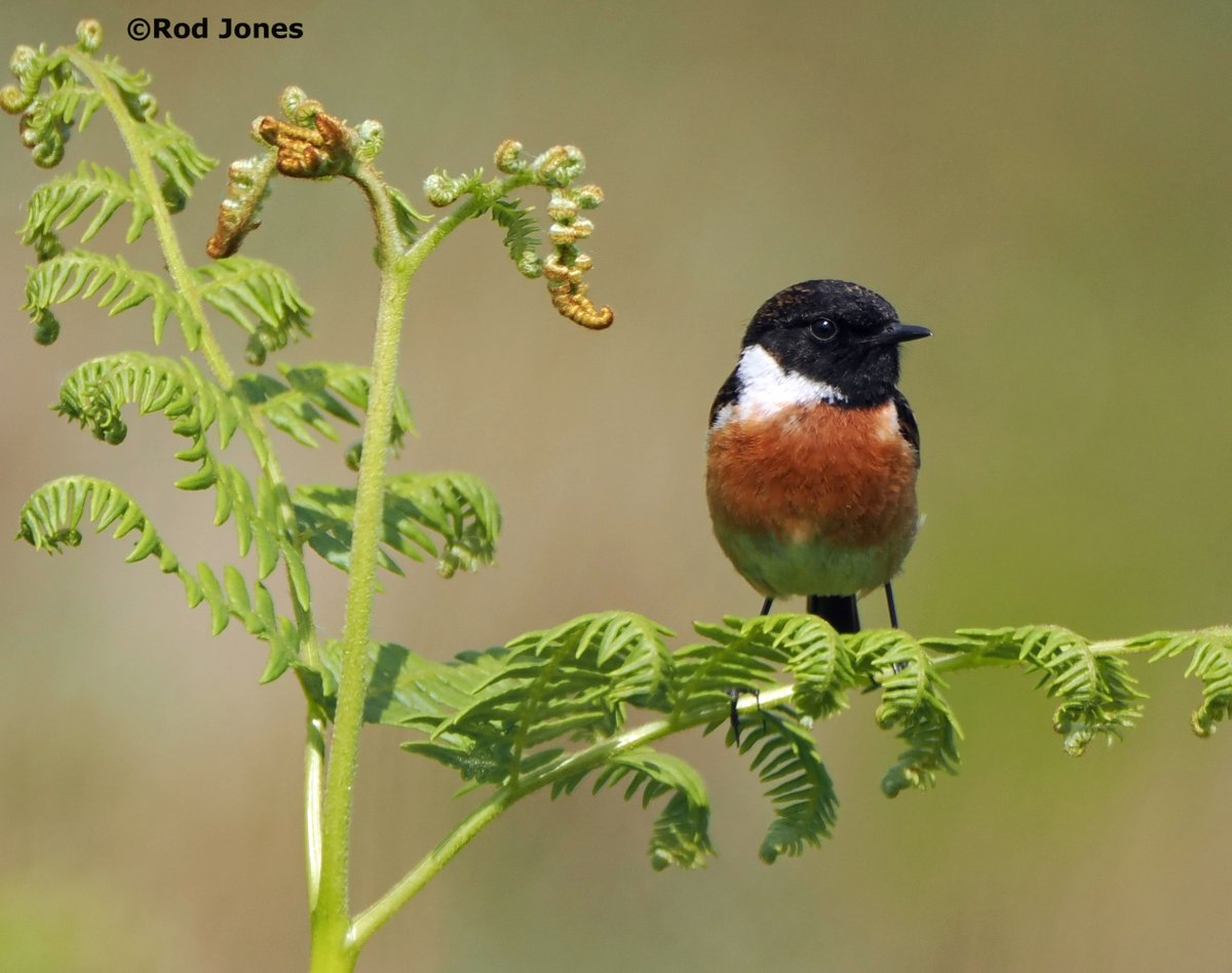 Male stonechat in the Pennines. #ThePhotoHour #TwitterNatureCommunity #wildlife #NaturePhotography #BirdsOfTwitter