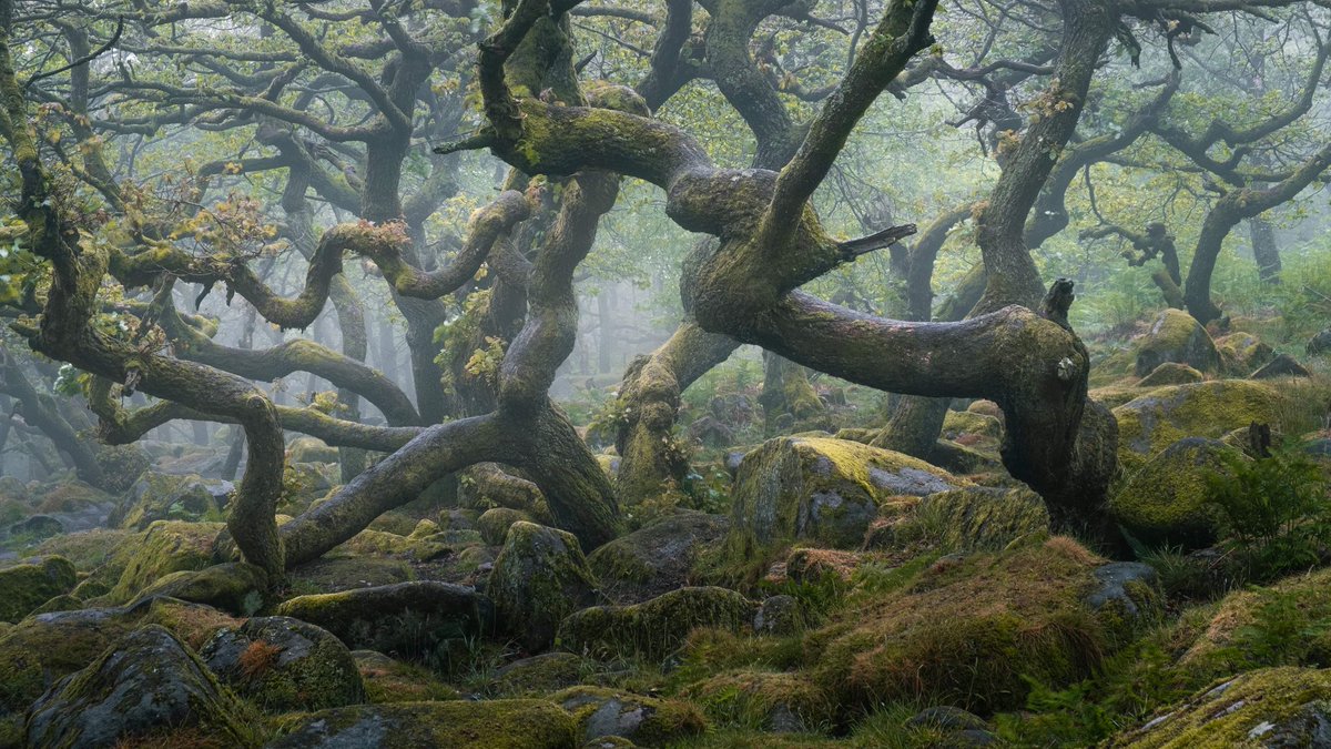 Recent woodland wanderings at Padley Gorge, incredible views of Pied Flycatcher, GS Woodpeckers and Spotted Flycatchers