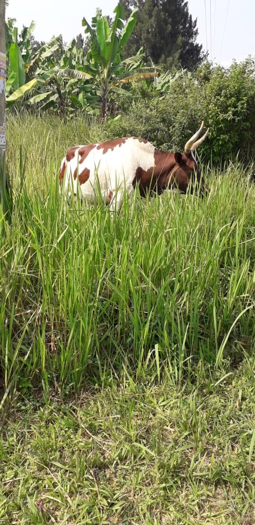 BIFFOTP's tweet image. This morning near the farm #kigarama #uganda #microprojets #france #melun #agriculture #coaws