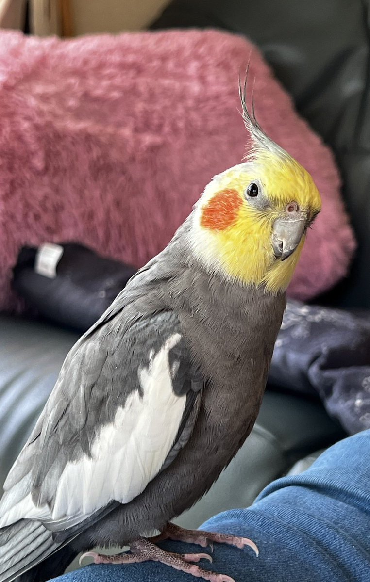 オカメインコ探してます。 (@3okame_3) / Posts / X