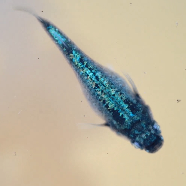 球磨メダカ牧場 tweet media