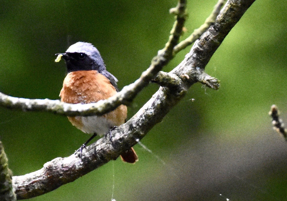 Redstart parents working hard to provide a good meal for their young in East Lothian.