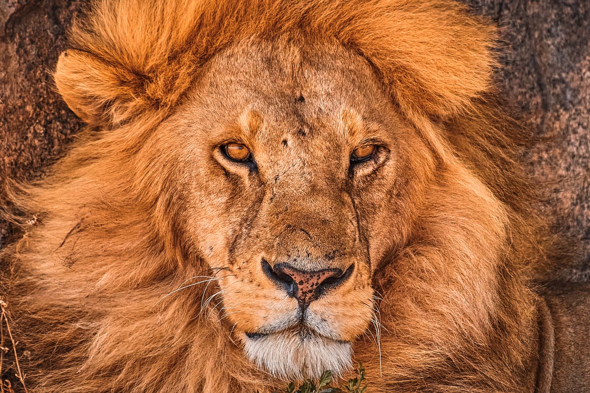 Tryggve The Legend of Namiri Plains | Serengeti | Tanzania
.
.
#serengetinationalpark #big5 #natgeoexpeditions #livelifesafaris #wildnature #bownaankamal #jawsafrica #nikon #wildlifephoto #earthfocus #tanzania #earthinfocus #jaws_wildlife #amazingwildlife #lions…