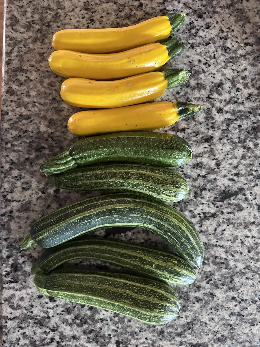Zucchini are coming in. We have amazing looking yellow zucchini, green, Italian verity and even a white and yellow patty. DM for prices! #farming #Norco #smallscalefarming #organic