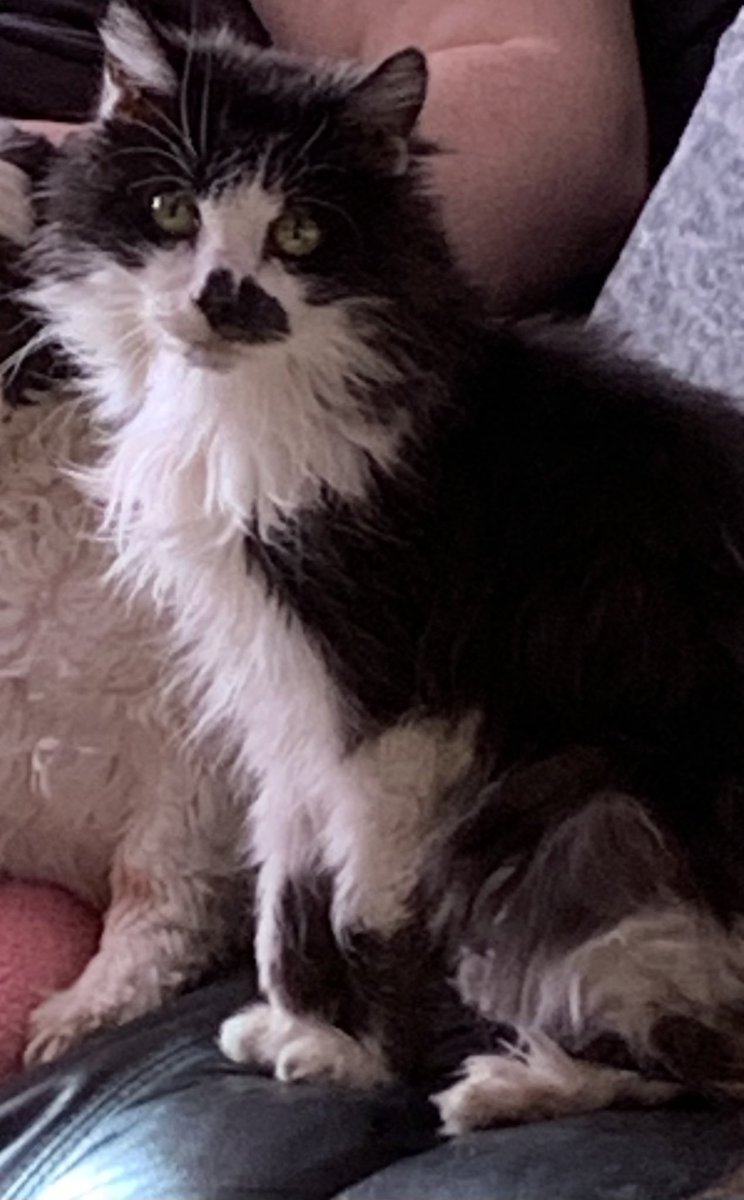 SAVE THE DOLPHINS & WHALES Ⓥ tweet media