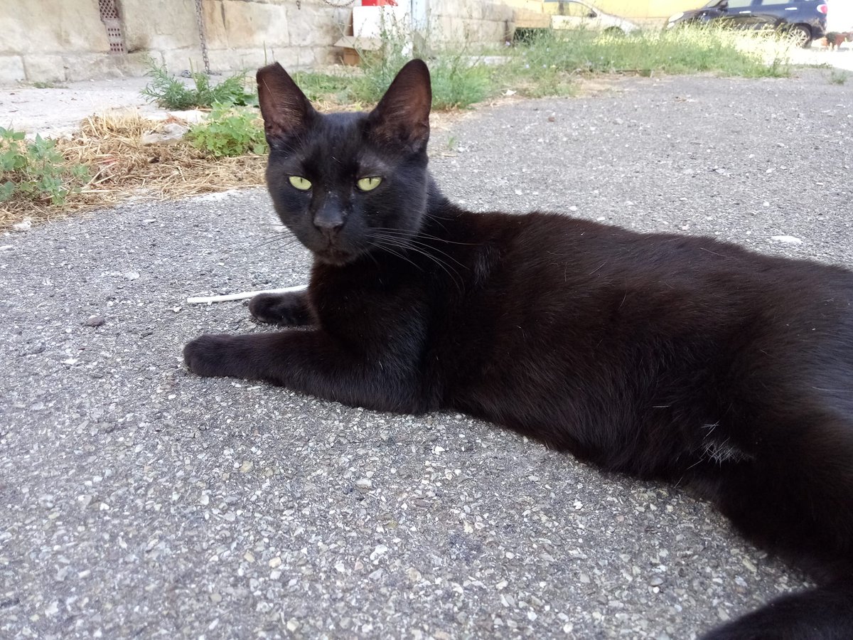 orbetellove's tweet photo. Street Cats by@orbetellove https://t.co/CvURi8Hd9l……………………………………………………………………              #straycats #randagi #gattirandagi #cats #chats #errants #gatos #gatti #catoftheday #CatsOfTwitter https://t.co/hxa2xuK5lA