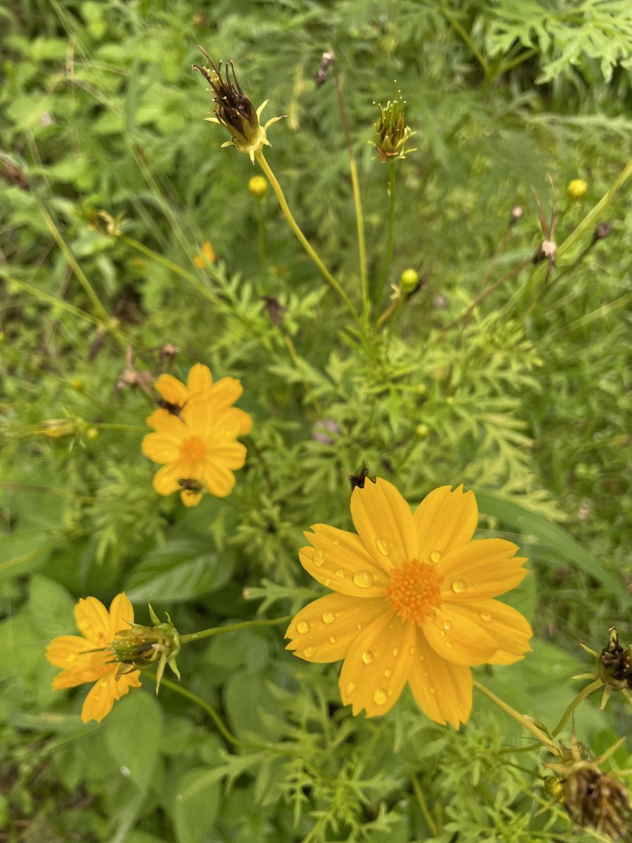 bts_Chql's tweet image. 🌧️🌼🌼☁️ #flower #ดอกไม้