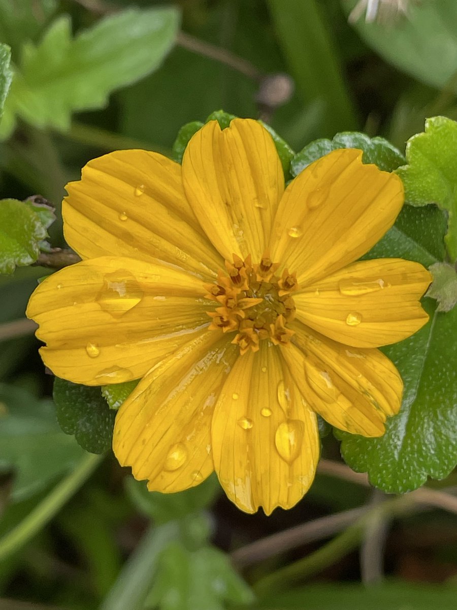 bts_Chql's tweet image. 🌧️🌼🌼☁️ #flower #ดอกไม้