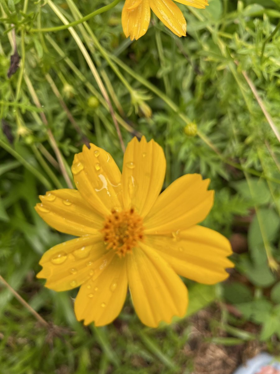 bts_Chql's tweet image. 🌧️🌼🌼☁️ #flower #ดอกไม้