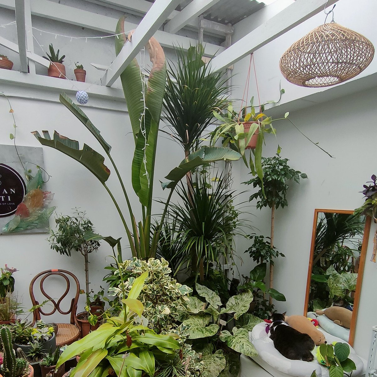 The Mamu™ 🇲🇾 tweet media