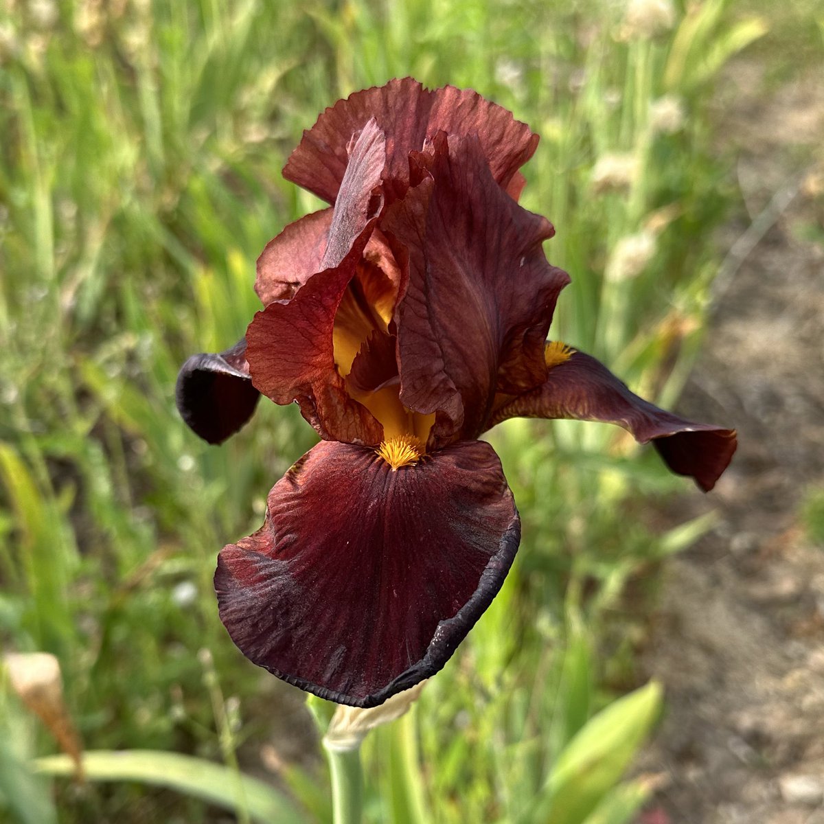 TB Iris ‘Caliente’ on its last flowers of the season, just a reminder from today our opening hours change to Thursday-Friday-Saturday 10-5 until late September! Mail order irises online on the 1st August! #openingtimes #beardedirises #caliente #iris #mailorder #plantnursery