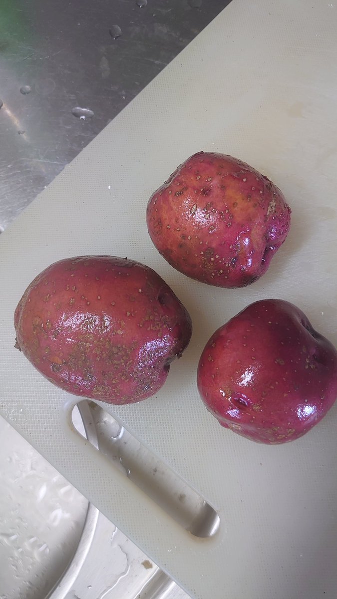 taka_taka5143's tweet image. #SMP765
昨日八尾で開催された
YAO-OIHARA Farmers&apos; Marcketで
手に入れたレッドアンデスという
赤いじゃがいもで
ポテトサラダ作ってます
普通の男爵よりなんか美味しそう

もうすぐ完成しますよ🥔

結婚式に因んで
リクエスト
Jason Derulo / Marry Me

#FMCOCOLO765
#MagicHourRequest