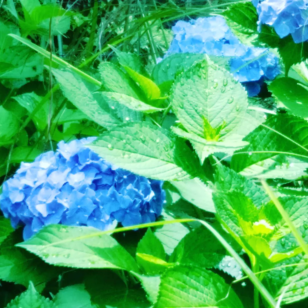 yururinosuke's tweet photo. 青空と青い紫陽花✨

#紫陽花 #アジサイ #あじさい #hydrangea #田園 #田舎 #田舎生活 #田舎暮らし #自然 #庭 #ガーデニング #園芸 #畑 #花 #flower #フラワー #プランター #植物 #植物のある生活 #季節の花 #農家 #農業 https://t.co/80zwGmXeSY