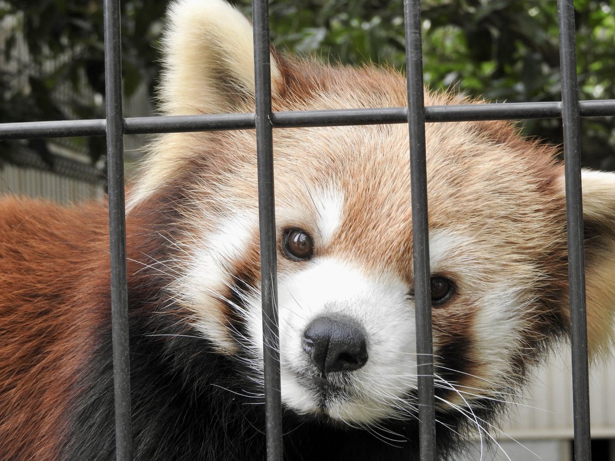 bartlet74's tweet image. Why❓🐱

#レッサーパンダ
#市川市動植物園
#梨花