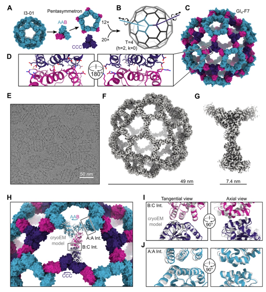 “Hierarchical design of pseudosymmetric protein nanoparticles”

Designed particles almost 0.1 microns across w/ up to 960 (!) subunits

biorxiv.org/content/10.110…