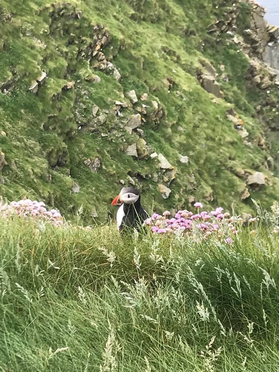 Took a break from the festival and made a new friend #Shetlandnoir #puffins