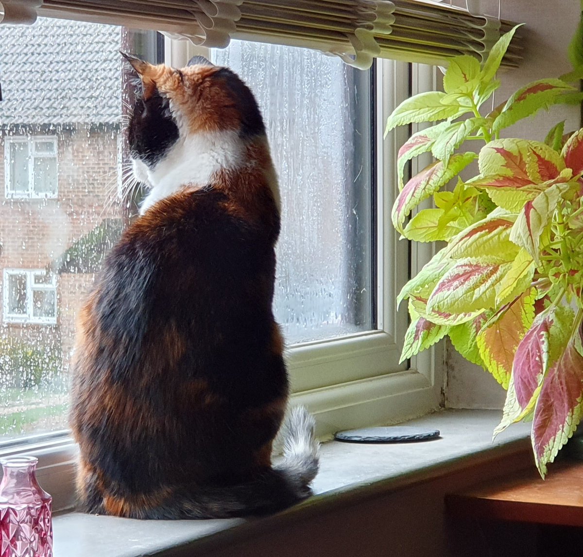 Meet #MatureMoggy Cookie at @CP_Bracknell! She is 16 years old and deaf, and she is looking to be the only cat in a new home with an enclosed garden. Cookie is an affectionate girl who loves to sit on your lap and purr! Read more about this lovely lady: spr.ly/AdoptCookie