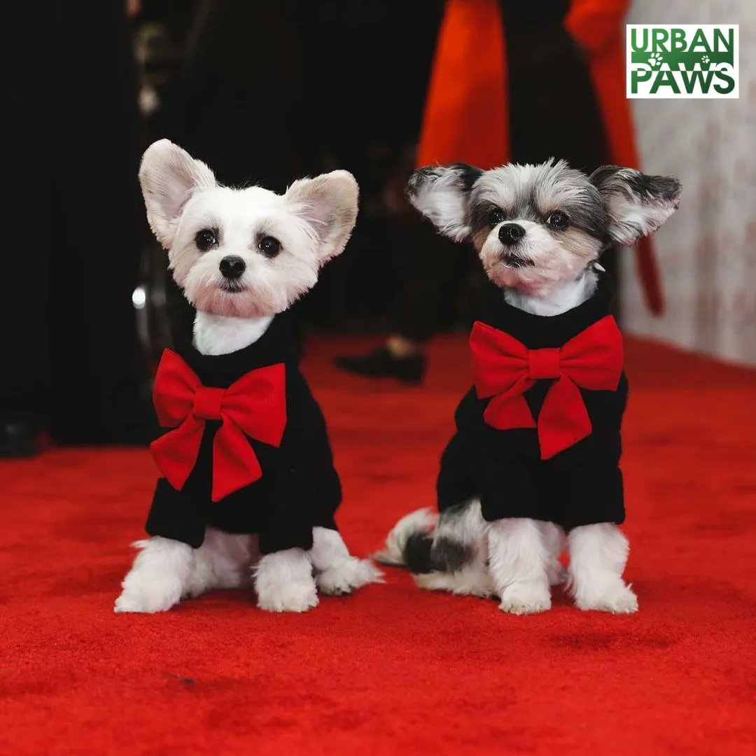 🐶🌟 Meet Tinkerbelle and Belle <a href="/TINKERBELLEadog/">Tinkerbelle the Dog and Belle</a> , the petfluencers with A-list pals like Ariana Grande and <a href="/taylorswift13/">Taylor Swift</a> ! Contact our agents for paw-some glitz and glam in your next campaign! ✨🐾

📲 DM
📧 info@urbanpawsireland.com
📞 Dublin: 01539 2775