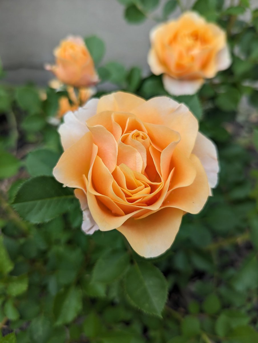 Good Morning!