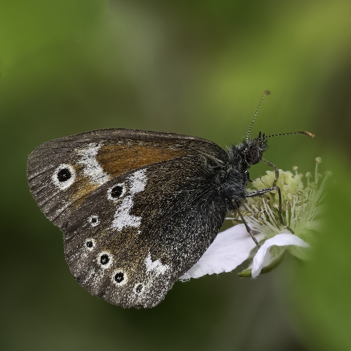 Large Heath seen at Drumburgh Moss, Drumburgh on 17 Jun 2023. Contribute your own sightings at: cumbria-butterflies.org.uk/report.