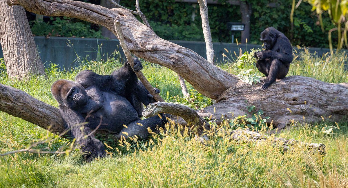 GayTravelersMagazine on Twitter "RT LouisvilleZoo Happy Father's Day