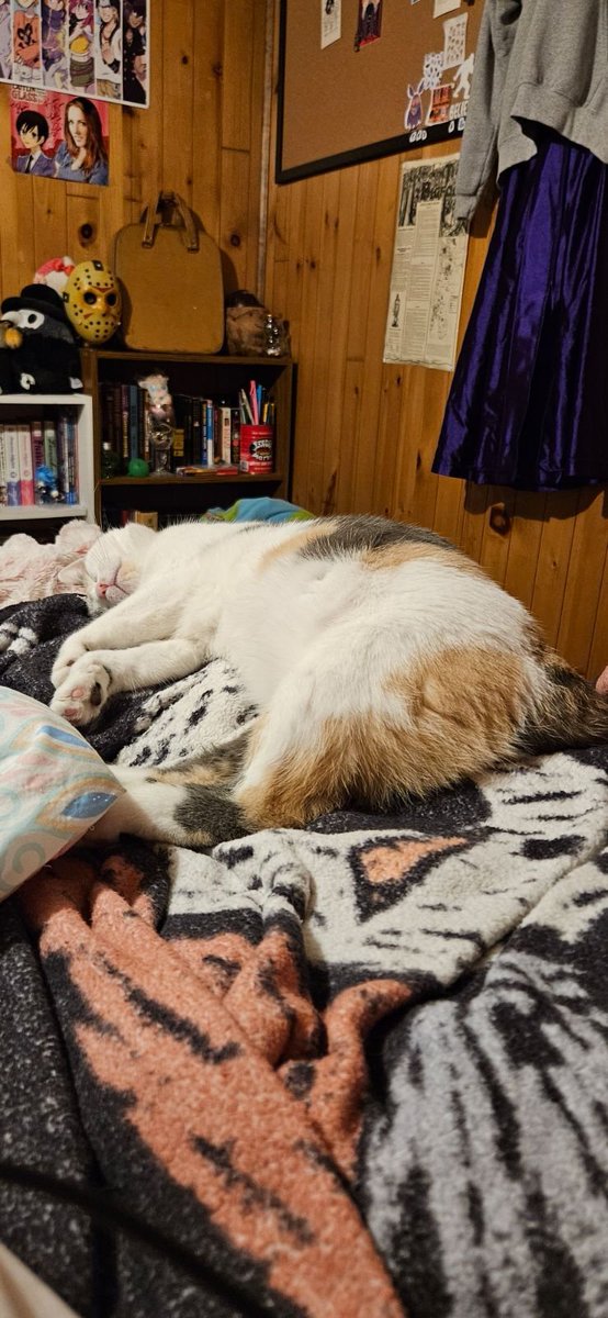 As you can see her, Delirium is a sleepy kitty. That's because we've spent all weekend begging for help and still have $100 left to go. Oh no! Support an autistic trans woman and her silly cat by retweeting or going to
P4yP4l dot com / tknyarly
#transcrowdfund #broke #mutualaid