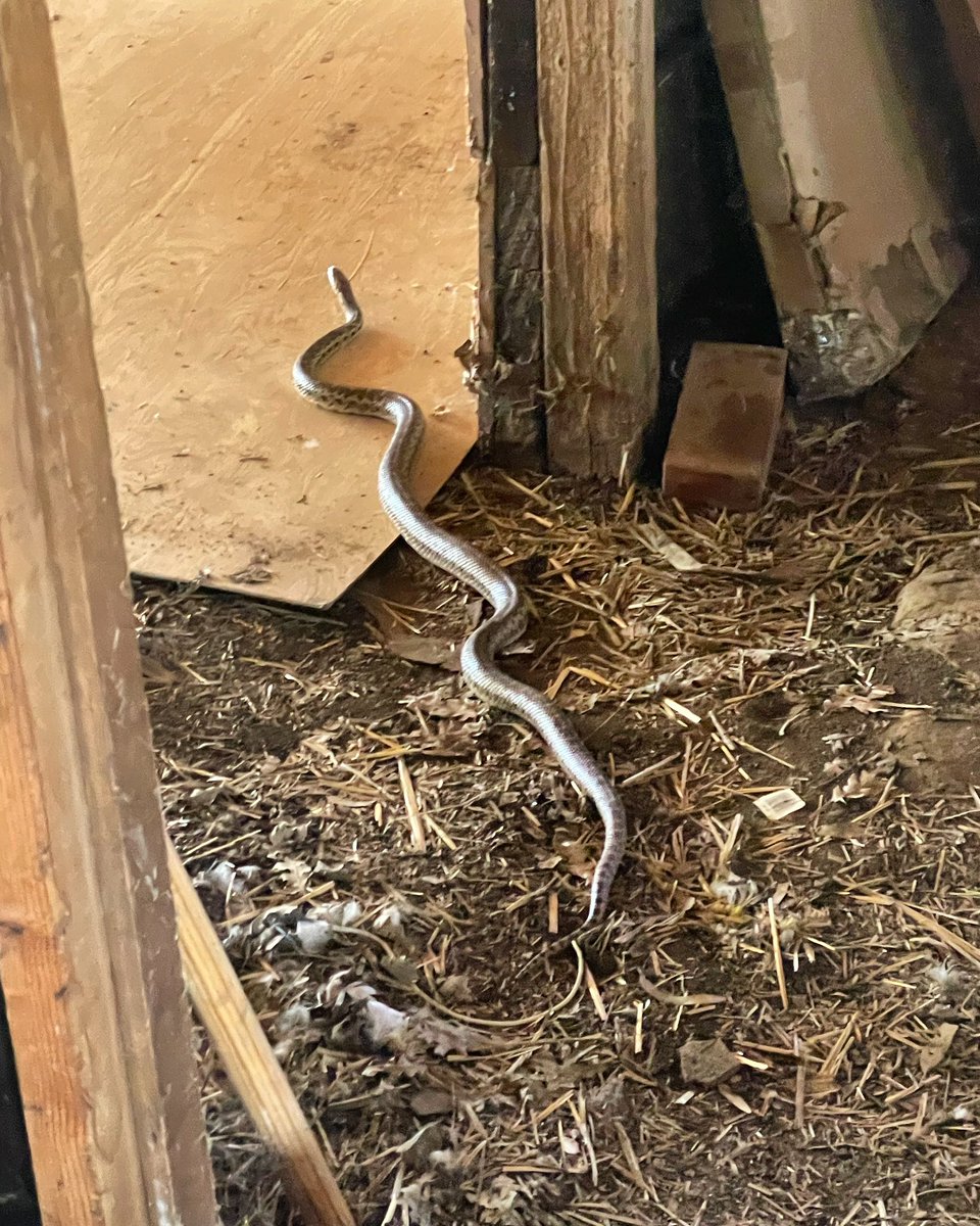 You never know when your <a href="/survivorcbs/">SURVIVOR</a> skills will come in handy!! Walked up on this cute gopher snake while showing a country property. Must have been chasing the rats….
#realtorlife #realtor #survivorskills